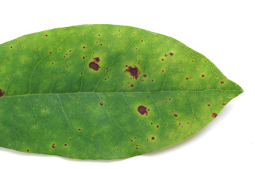 Spot disease on rhododendron leaves