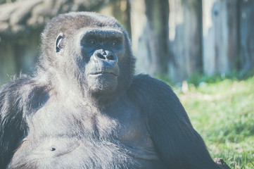 Gorille