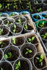 Green seedling growing