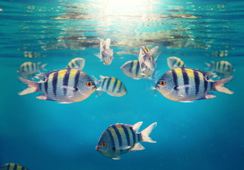 Coral fish