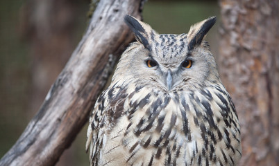 Eye of eagle owl