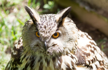 Eye of eagle owl