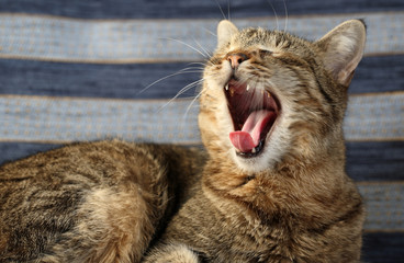 Sleeping cat 