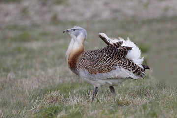 Great bustard, Otis tarda