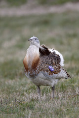 Great bustard, Otis tarda