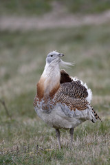 Great bustard, Otis tarda