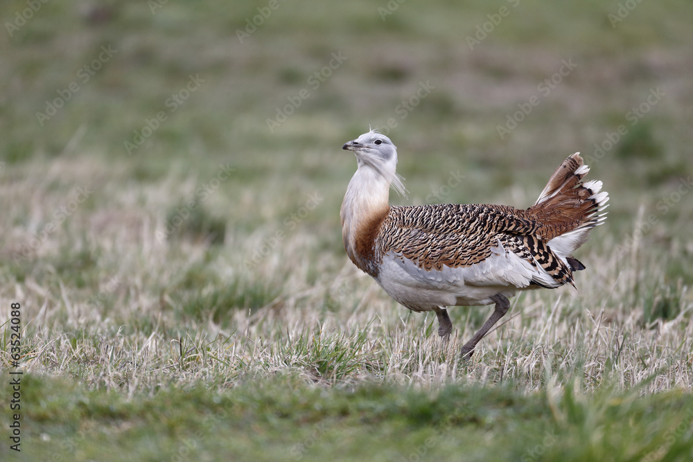 Poster Great bustard, Otis tarda