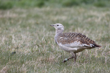 Great bustard, Otis tarda