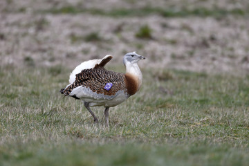 Great bustard, Otis tarda