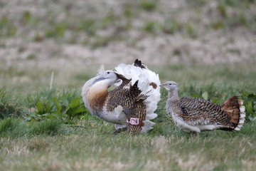 Great bustard, Otis tarda