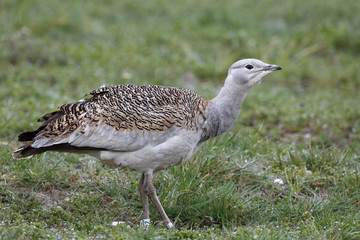 Great bustard, Otis tarda