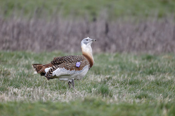 Great bustard, Otis tarda