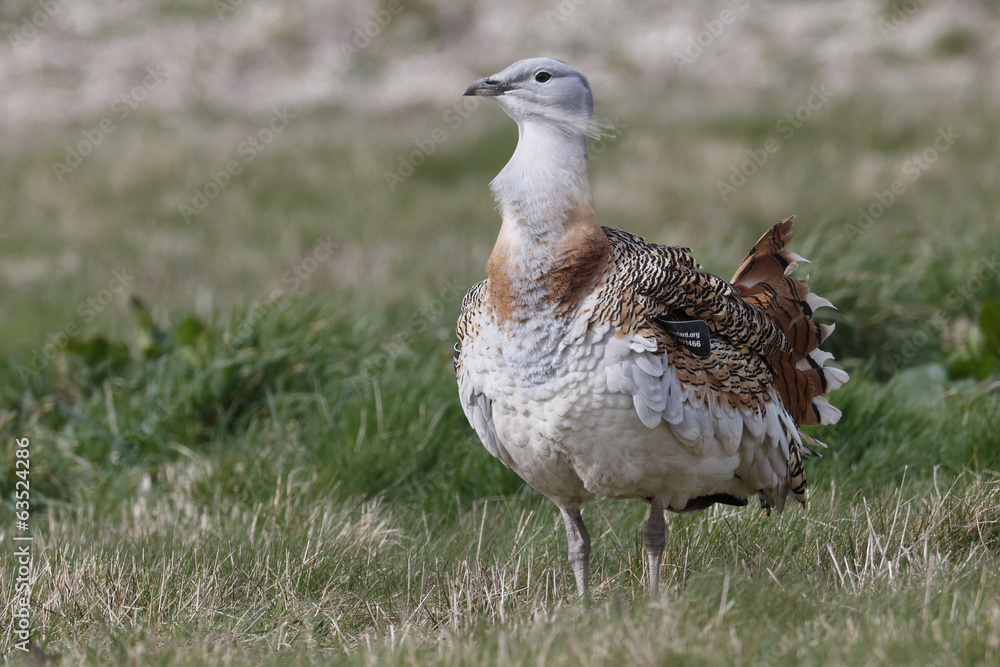 Wall mural great bustard, otis tarda