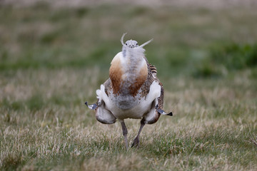 Great bustard, Otis tarda