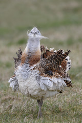 Great bustard, Otis tarda