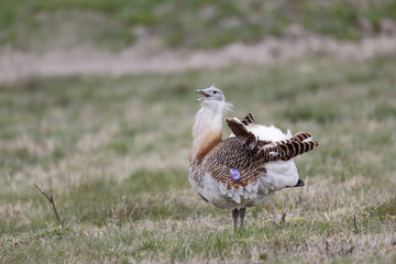 Great bustard, Otis tarda
