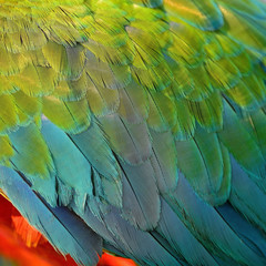 Obraz premium Harlequin Macaw feathers