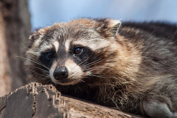 North American raccoon