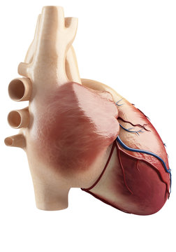 Anatomy Of the heart interior