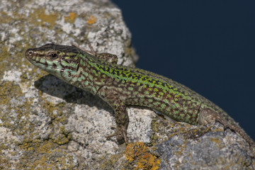 Ibiza wall lizard