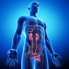 Anatomy of kidney in male body