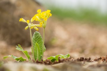 Echte Schlüsselblume / veris