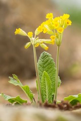Echte Schlüsselblume / veris