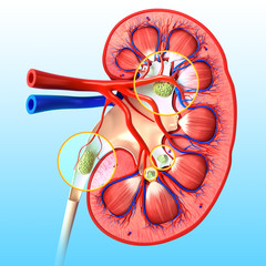Anatomy of kidney stone
