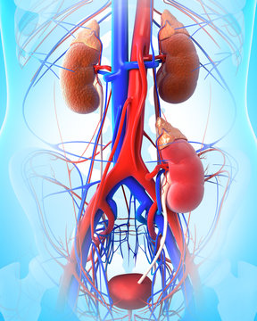 Anatomy of kidney transplantation