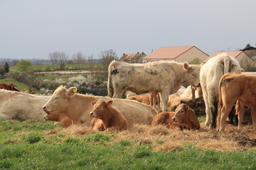 vaches