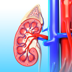 Anatomy of kidney cross section in blue