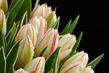 Naklejka premium Mokre tulipany