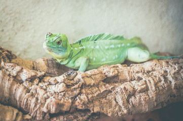 Petit iguane