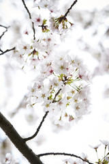 Cherry blossoms
