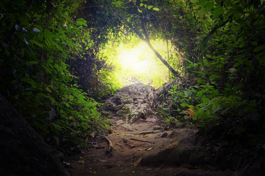 Fototapeta Natural tunnel in tropical jungle forest. Road path way