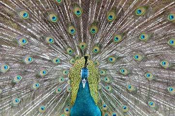 peacock showing beautiful plumage