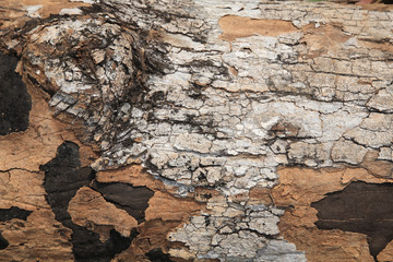 texture of grunge dark tree bark