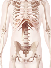 anatomy illustration of the diaphragm