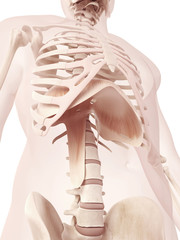 anatomy illustration of the diaphragm - obrazy, fototapety, plakaty