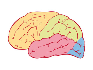 Areas of the human brain