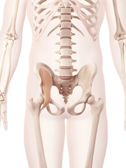 anatomy illustration of the iliacus muscle