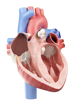 cross-section illustration of the human heart
