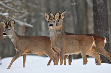 Roe deer