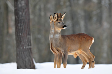 Roe deer