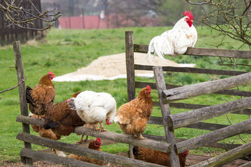 Rooster and Hens