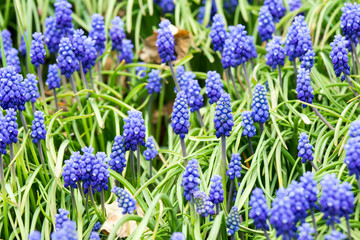 Grape Hyacinths
