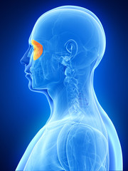 anatomy illustration showing the orbicularis oculi