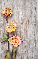 Dry roses on the old wood