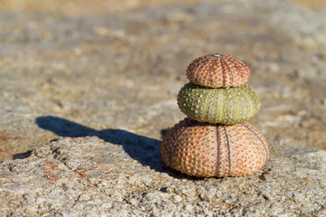 Sea urchins