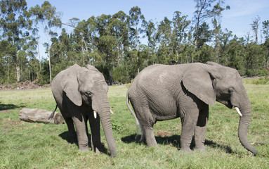 Fototapeta na wymiar Young African elephants eating grass. South Africa